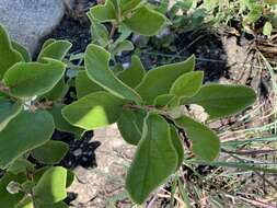 Image of Diospyros galpinii (Hiern) De Winter