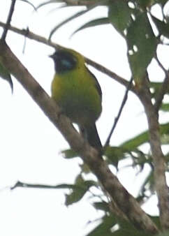 Image of Blue-whiskered Tanager