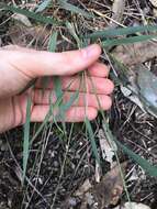 Image of spreading panicgrass