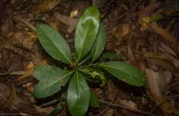 Image de Cryptocarya sclerophylla B. P. M. Hyland