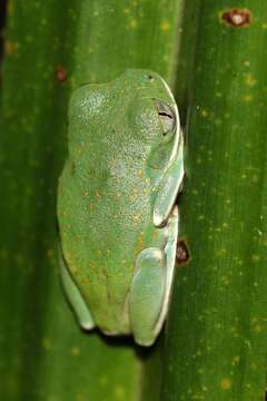 Image of Barbour's Forest Treefrog