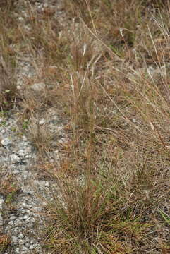 Image of Schizachyrium gracile (Spreng.) Nash