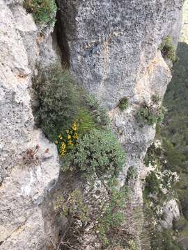 Image of Hippocrepis balearica Jacq.