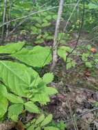 Image of soft agrimony