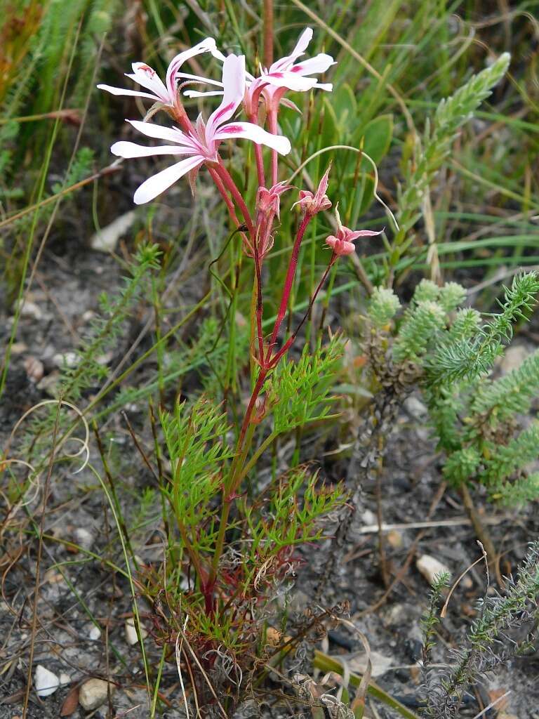 Image of Pelargonium divisifolium P. Vorster