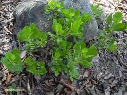 Imagem de Baccharis rhomboidalis Remy