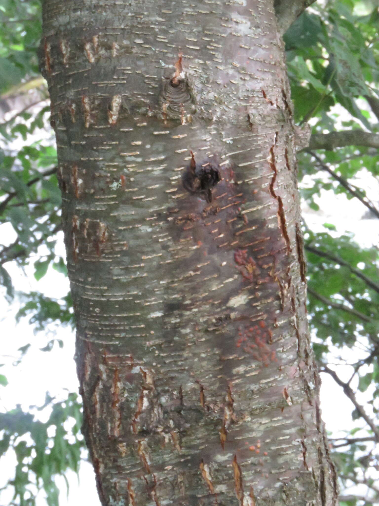 Imagem de Alnus glutinosa subsp. barbata (C. A. Mey.) Yalt.