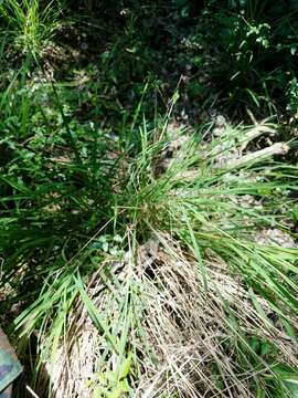 Image of bunch cutgrass