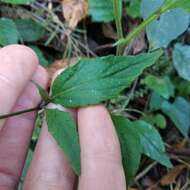 Imagem de Lobelia sartorii Vatke