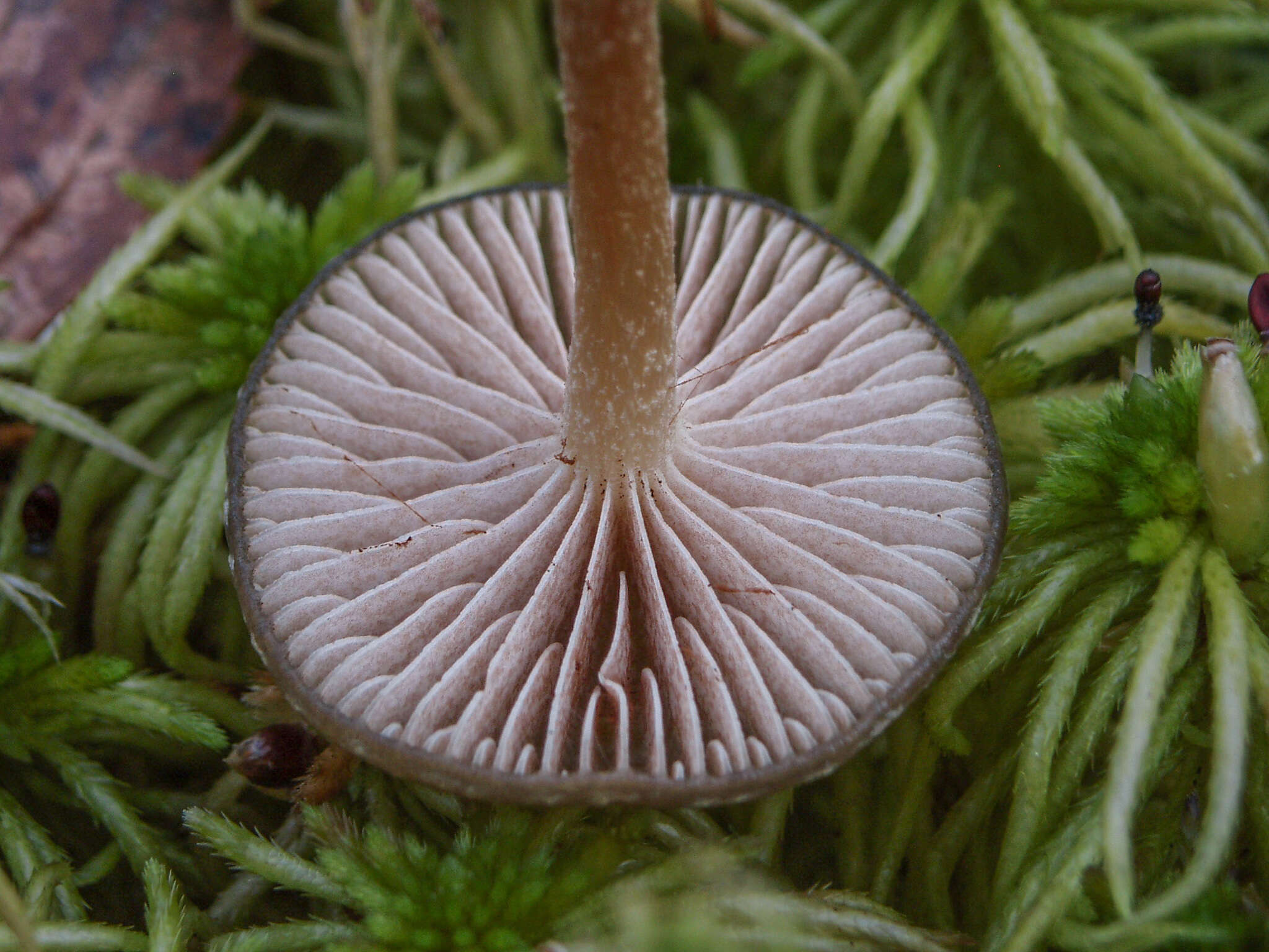 Image of Hypholoma myosotis (Fr.) M. Lange 1955