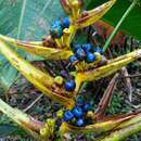 Image of Heliconia clinophila R. R. Sm.