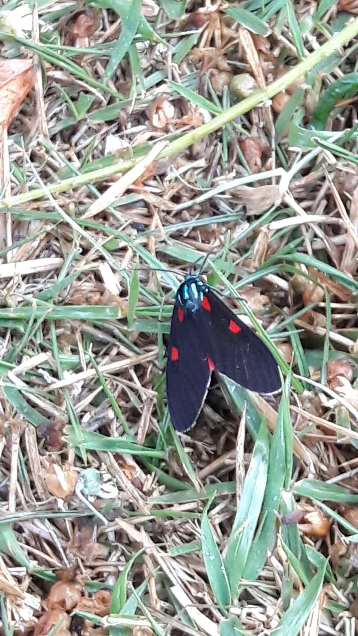 Image of Cyanopepla fastuosa Walker 1854