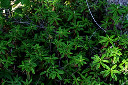 Imagem de Rhododendron groenlandicum (Oeder) K. A. Kron & W. S. Judd