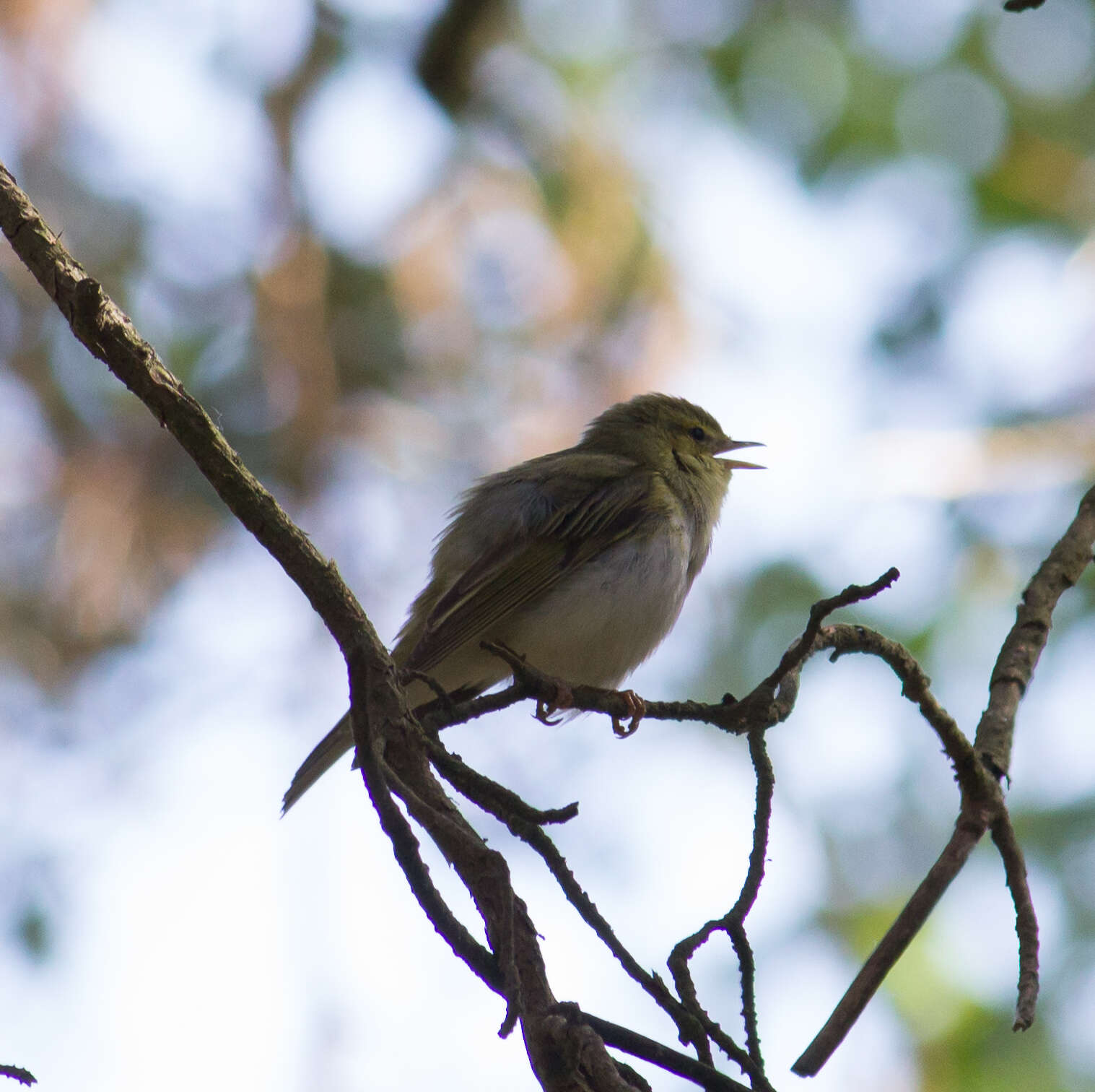 Image of Wood Warbler