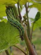 Image of Sword-grass moth