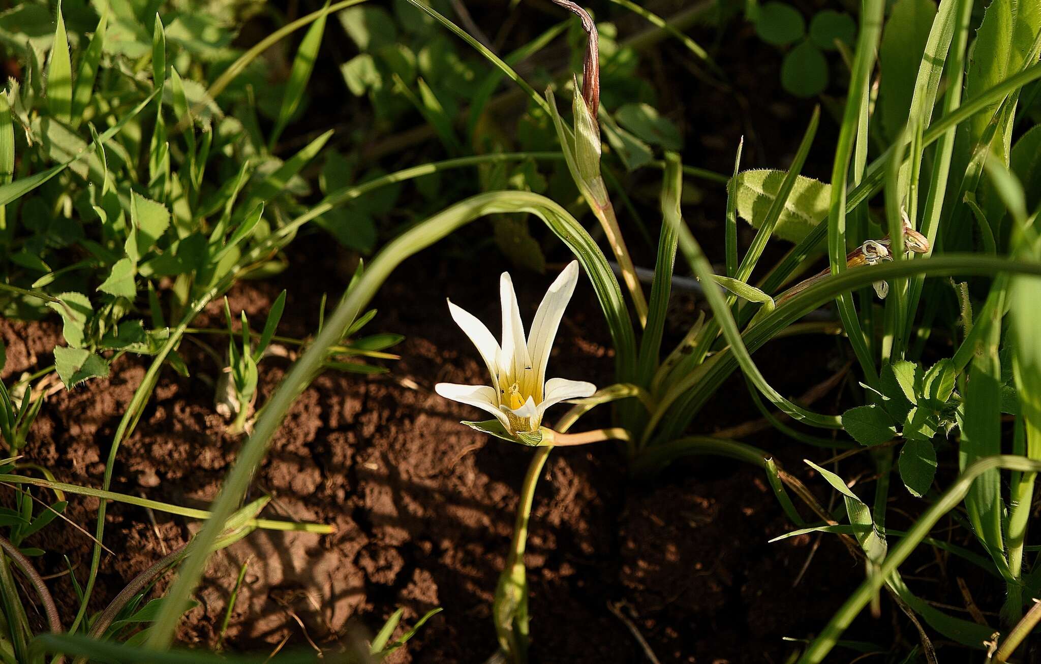 Image of crocus-leaved ROMULEA