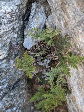 Image of California cloak fern