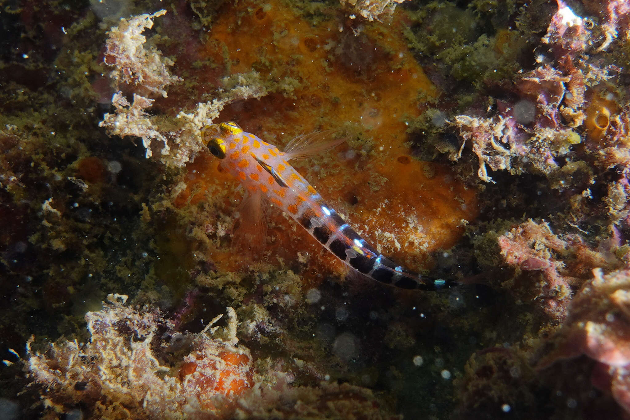 Image of Blue Dot Triplefin