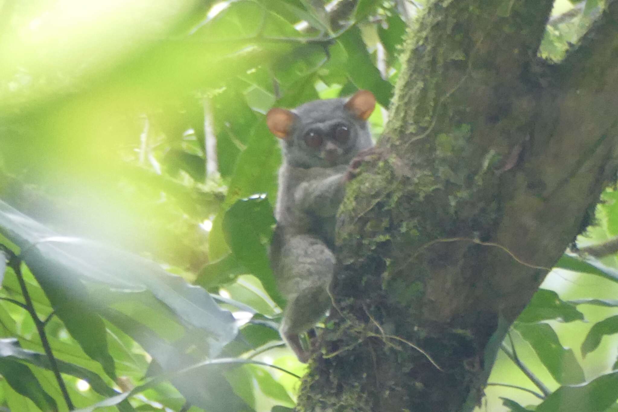 Image of Sangihe island tarsier