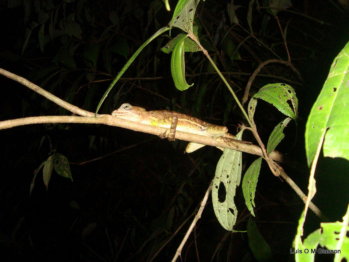 Image of Western basilisk