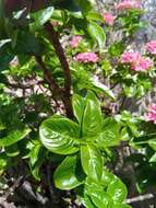 صورة Paracarphalea angulata (Baill.) Razafim., Ferm, B. Bremer & Kårehed