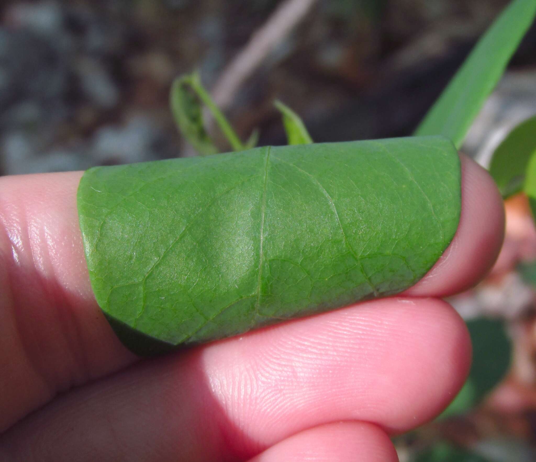 Imagem de Desmodium laevigatum (Nutt.) DC.