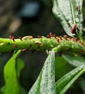 Image of Red Goldenrod Aphid