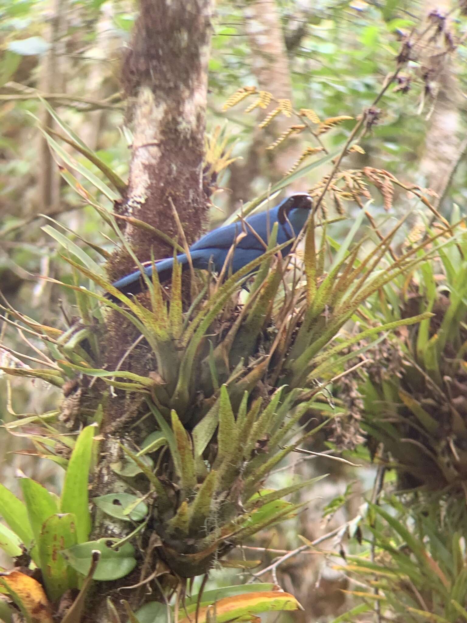 Imagem de Cyanolyca turcosa (Bonaparte 1853)