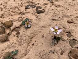 Слика од Ranunculus andersonii A. Gray