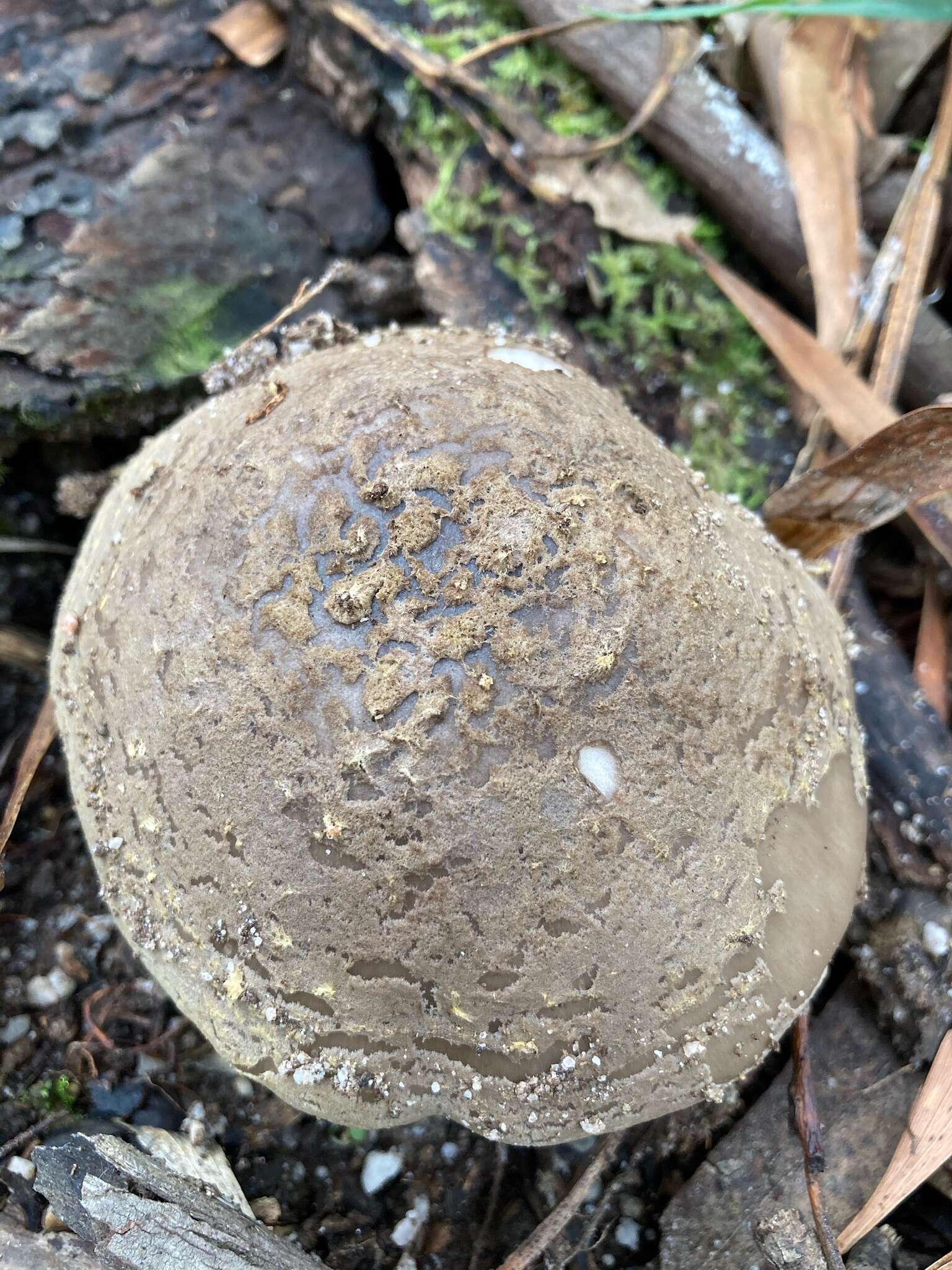 Image de Amanita luteolovelata D. A. Reid 1978