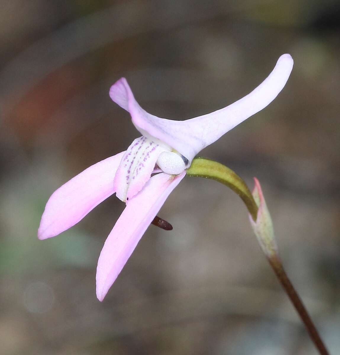 Image of Disa bifida (Thunb.) Sw.