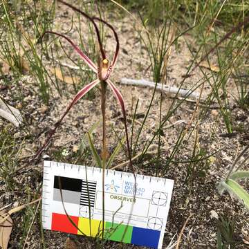 Image of Joseph's spider orchid