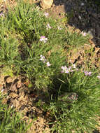 Image of longleaf phlox