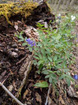 Image of Greek valerian