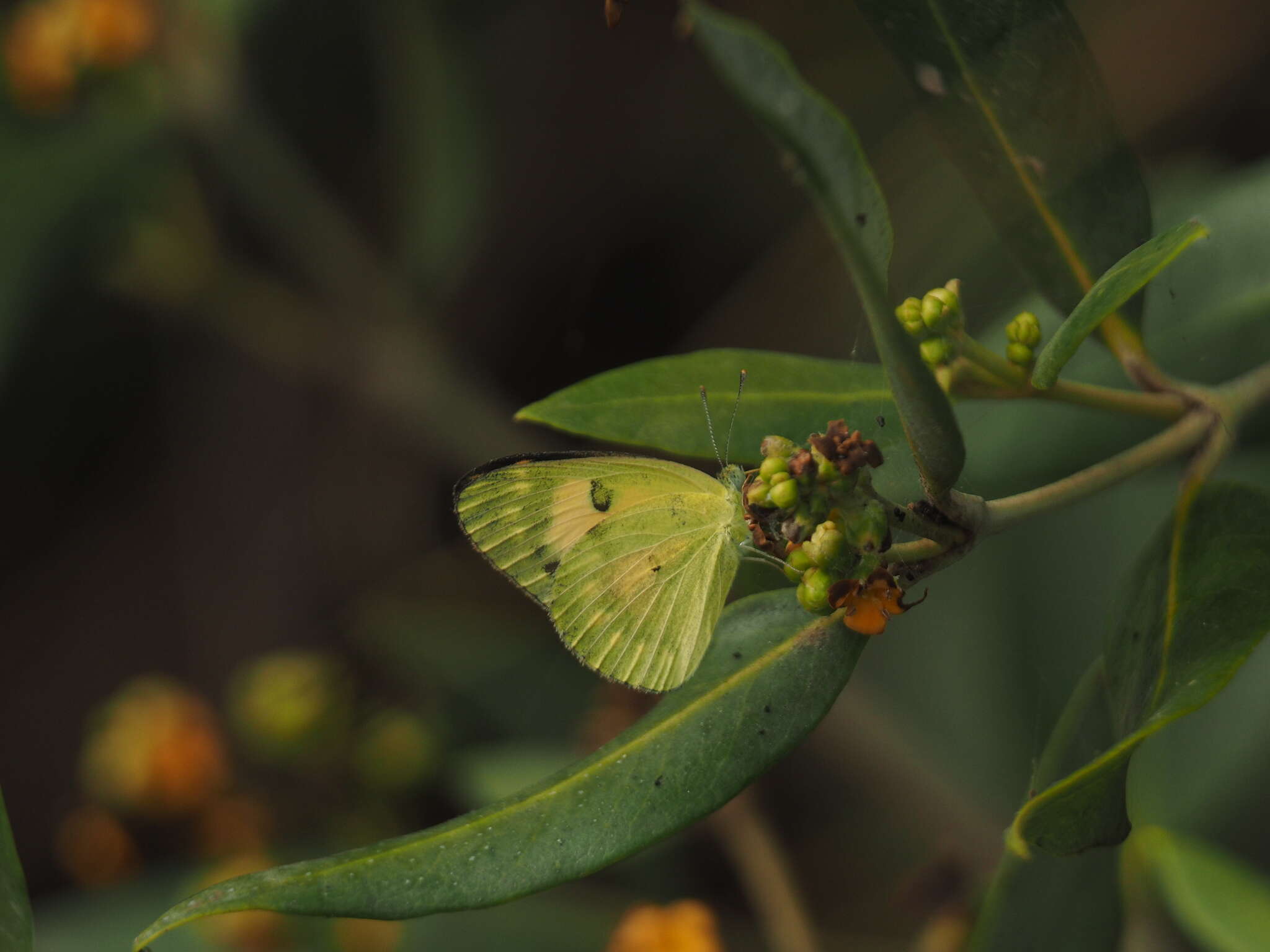 Colotis amata (Fabricius 1775)的圖片