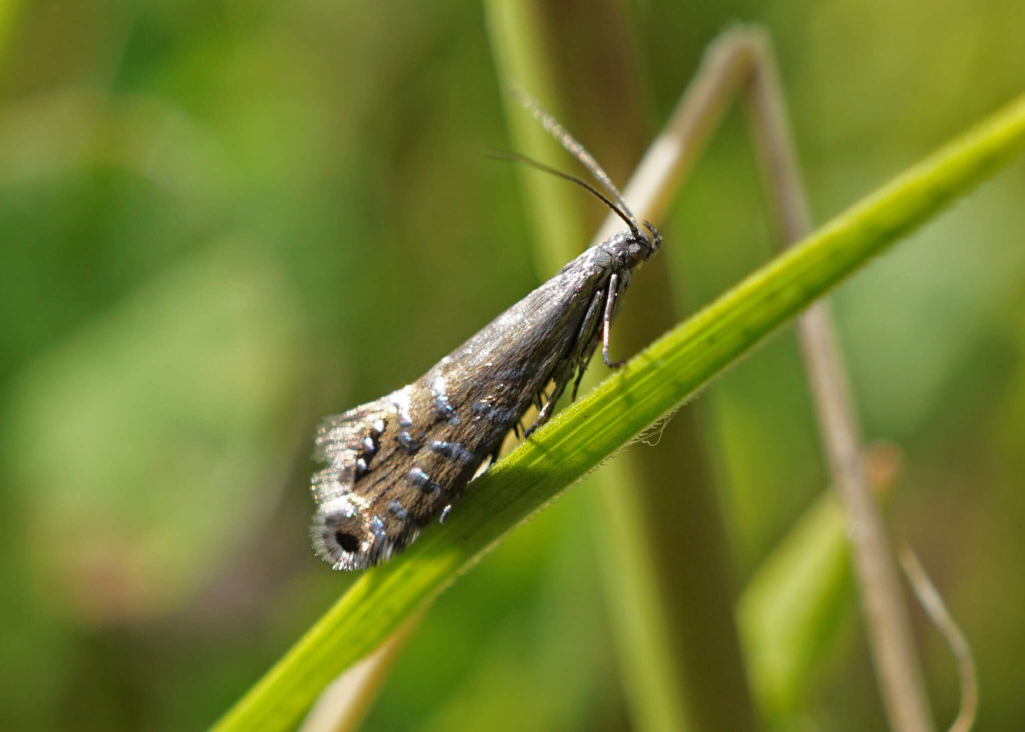 Слика од Glyphipterix thrasonella Scopoli 1763