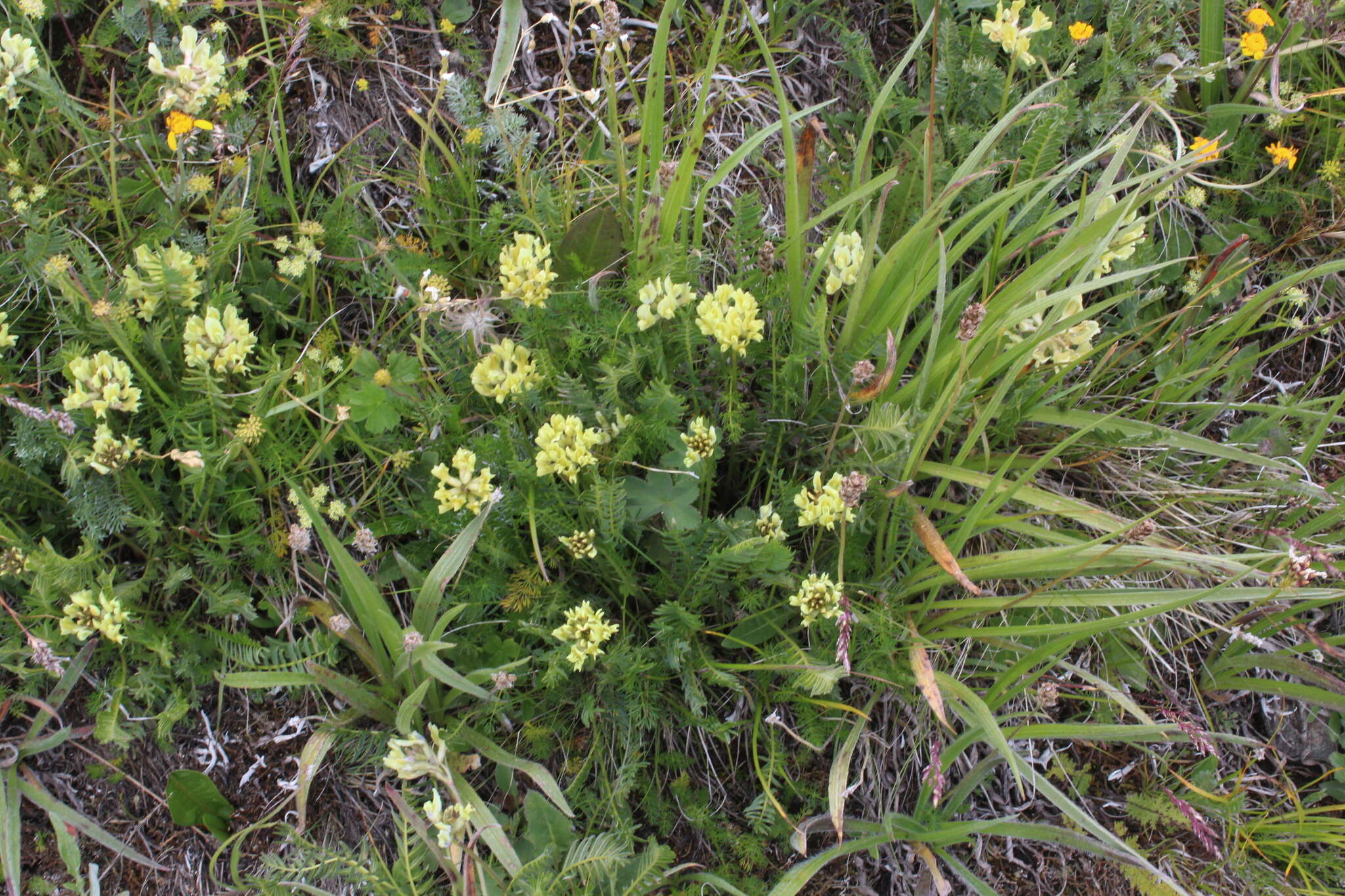 Image de Oxytropis kubanensis Leskov