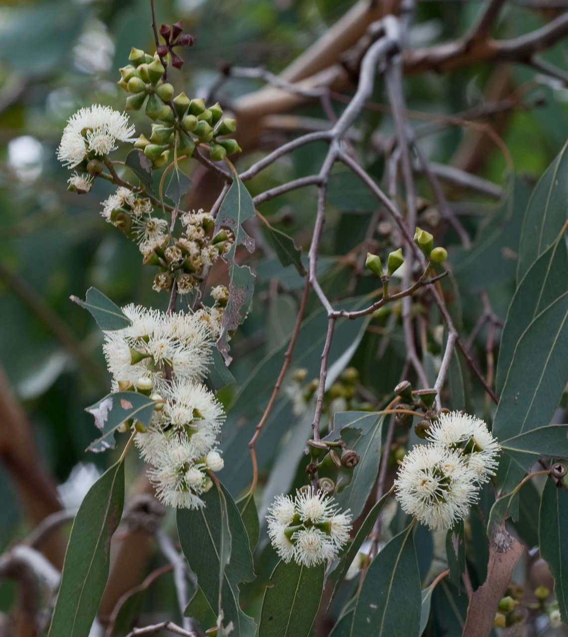 Слика од Eucalyptus ovata Labill.