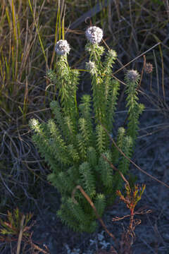 Image of Kogelbergia verticillata (Eckl. & Zeyh.) J. P Rourke