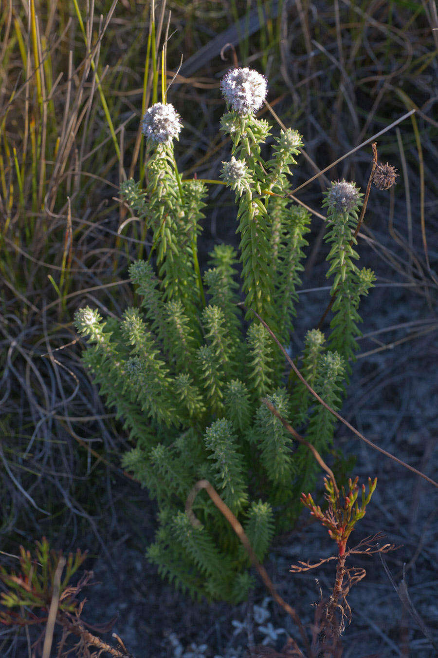 صورة Kogelbergia verticillata (Eckl. & Zeyh.) J. P Rourke