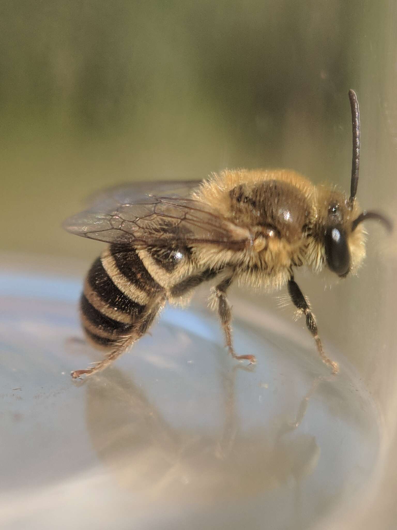 Image of Colletes solidaginis Swenk 1906