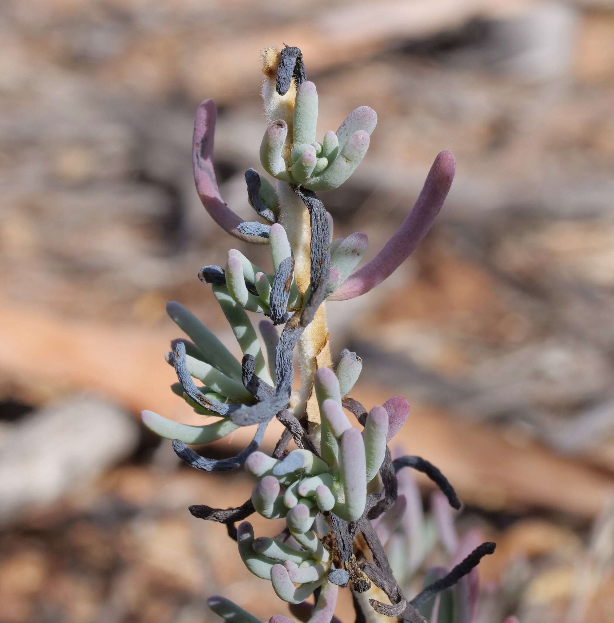 Image of Three-wing Bluebush