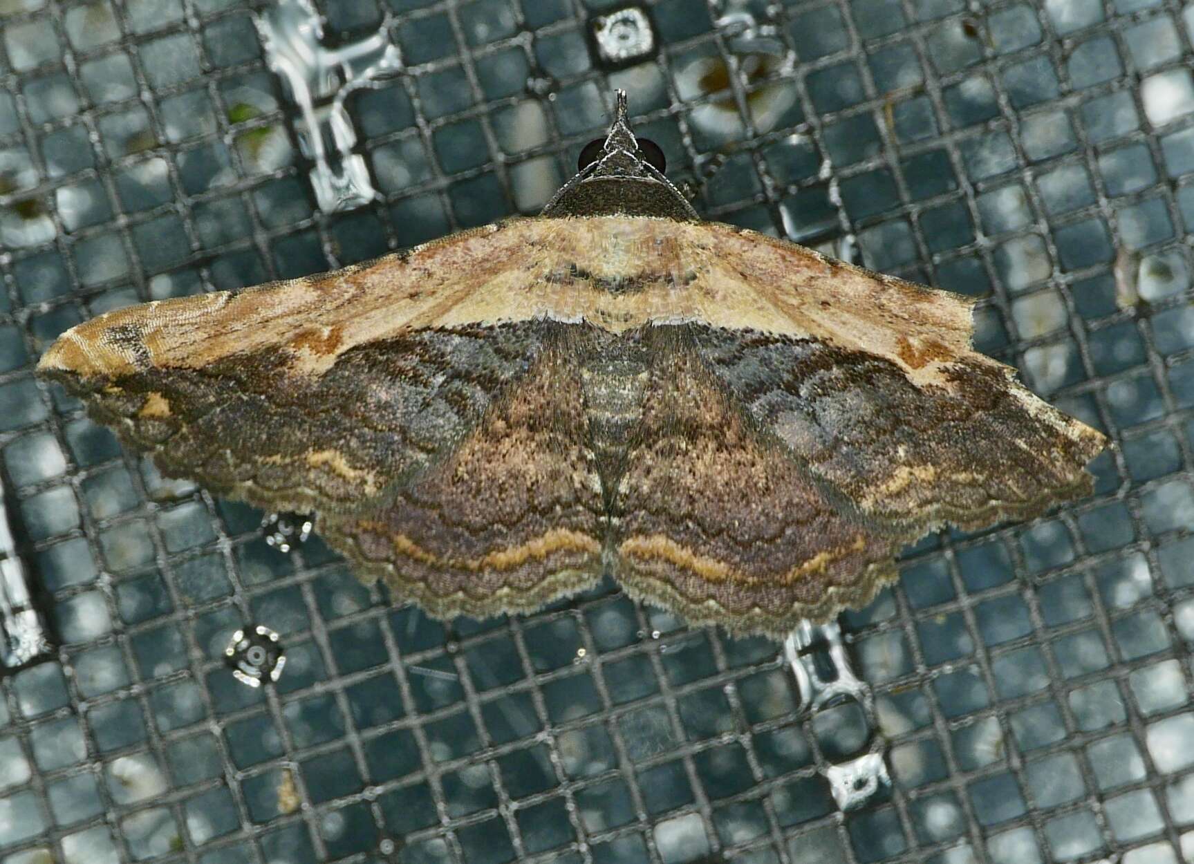 Image of Pale-edged Selenisa