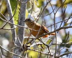 Image of White-lored Spinetail