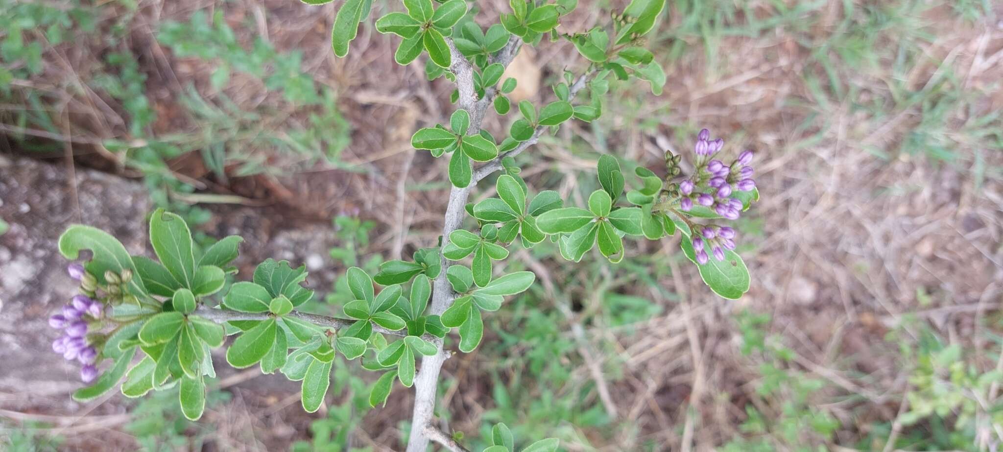 Image de Ehretia obtusifolia Hochst. ex DC.