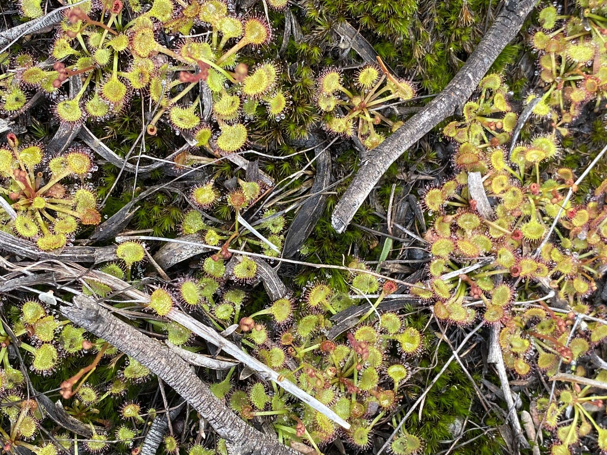 صورة Drosera andersoniana W. Fitzg. ex Ewart. & White