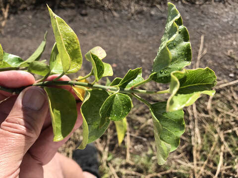 Image of Vincetoxicum cordatum