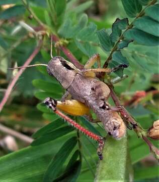 Melanoplus scudderi (Uhler 1864)的圖片