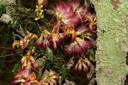 Sivun Archidendron grandiflorum (Benth.) I. C. Nielsen kuva
