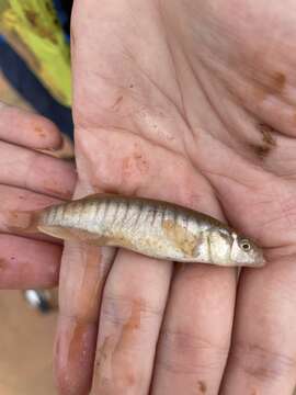 Image of Plains Killifish